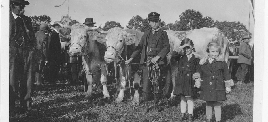 Holzapfel Kinder mit Ochsen am Gillamoos, um 1930 | © Familie Holzapfel