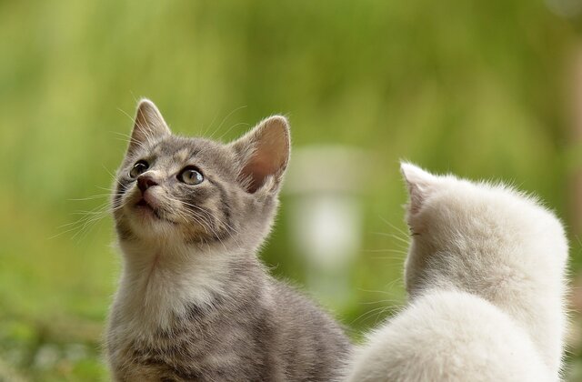 Tierarztpraxis Dr. med. vet. Leonhard Bauer