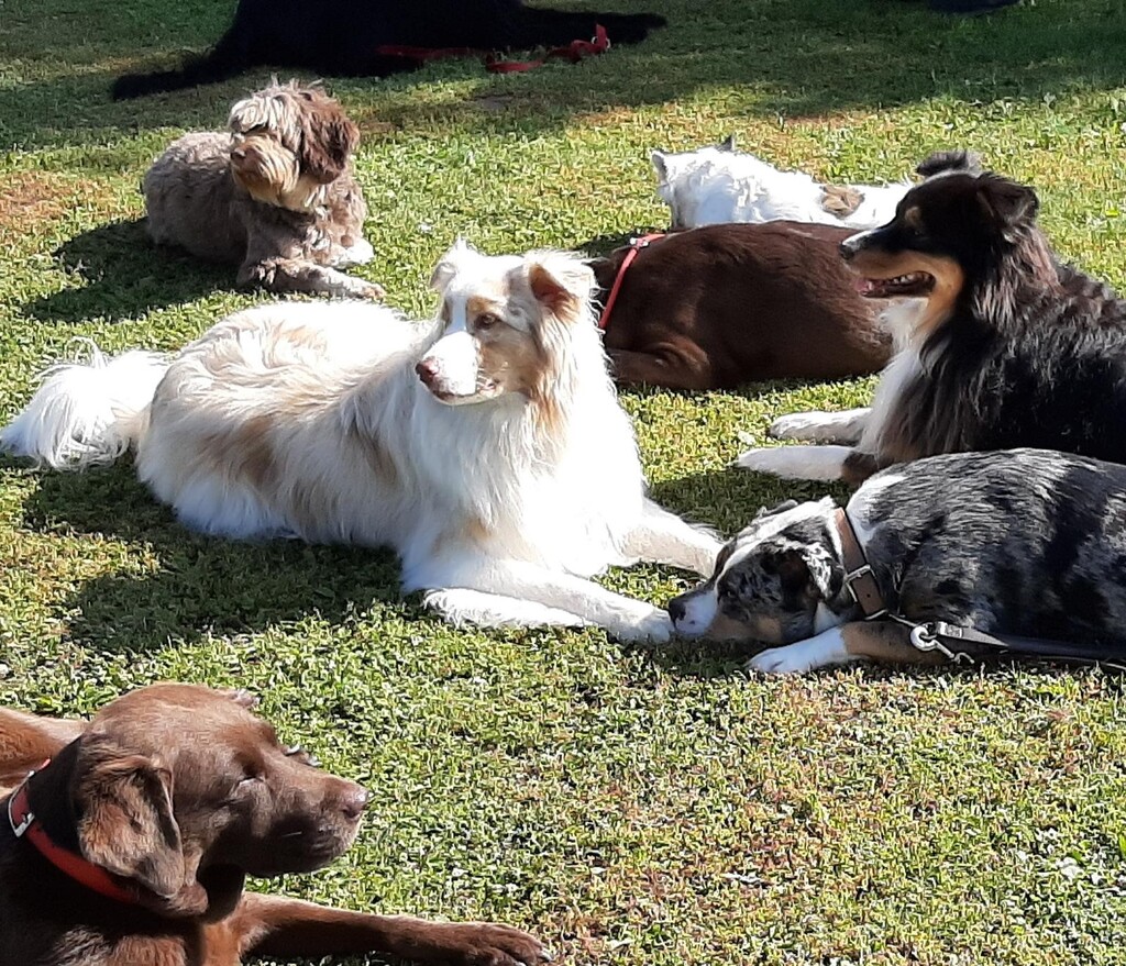 Hundeschule, ein starkes Team