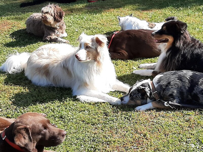 Hundeschule, ein starkes Team