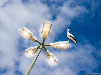 Gillamoos Aufbau Gillamooswiese | © Marco Holzhäuser