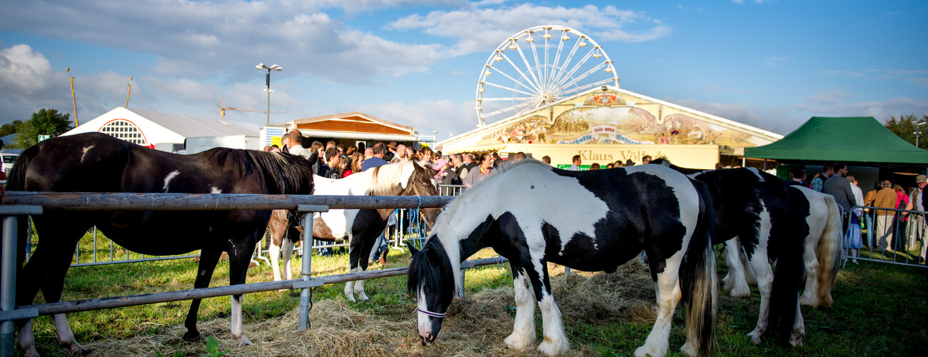 Gillamoos Viehmarkt Impression Festwiese