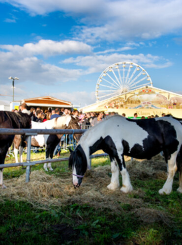 Gillamoos Viehmarkt Impression Festwiese