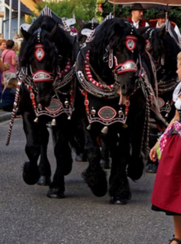Brauereigespann von vorne mit Begleitern während des Gillamoos-Auszugs 2016 | © Anton Scherübl, Photogilde Aventin eV