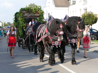 Gespann Hofbräu | © Kneitinger