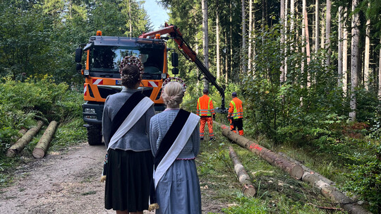 Baum für das Holzsägen
