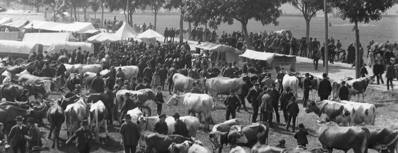  Vieh auf der Gillamooswiese anlässlich des größten Viehmarktes der Hallertau im 19. Jahrhundert | © Stadt Abensberg