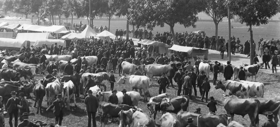  Vieh auf der Gillamooswiese anlässlich des größten Viehmarktes der Hallertau im 19. Jahrhundert | © Stadt Abensberg