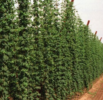 Eröffnung kunstMomente