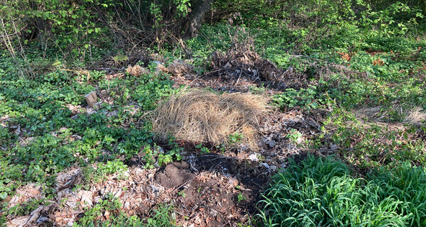 Gartenabfälle gehören nicht in die Natur