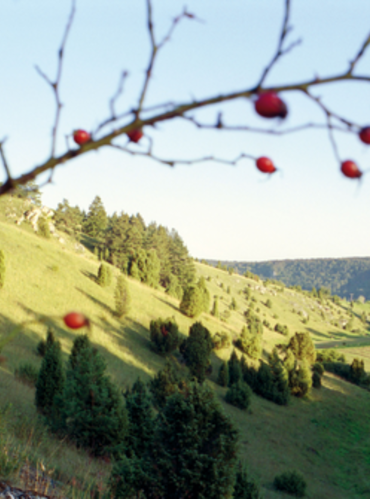 Gungoldinger Wacholderheide | © Naturpark Altmühltal