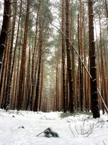 Schnee im Wald bei Offenstetten | © Stadt Abensberg