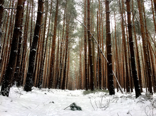 Schnee im Wald bei Offenstetten | © Stadt Abensberg
