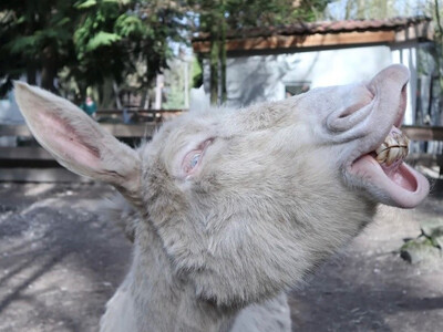 Vogel- und Tierpark Abensberg