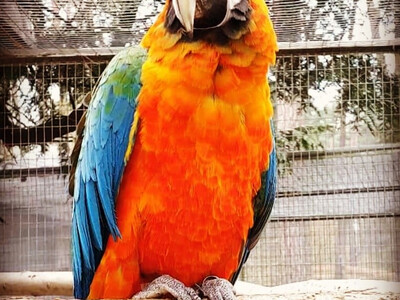 Vogel- und Tierpark Abensberg