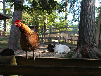 Vogel- und Tierpark Abensberg