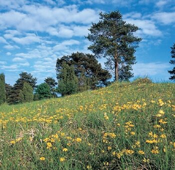 Die Heide erblüht