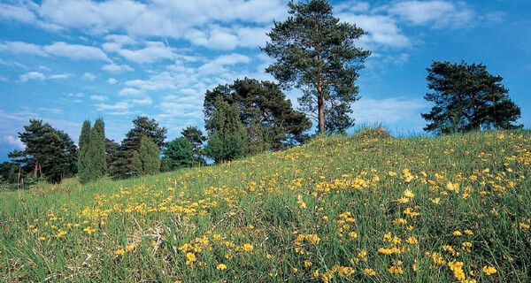 Die Heide erblüht